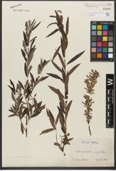 Foto von Salix triandra L. x Salix viminalis L.